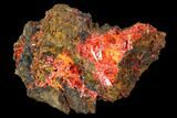 Bright Orange Crocoite Crystal Cluster - Tasmania #103797-1